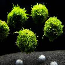 Java moss balls
