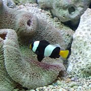 179px Clown Fish Aquarium