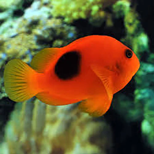 Fire Clownfish (Amphiprion ephippium)
