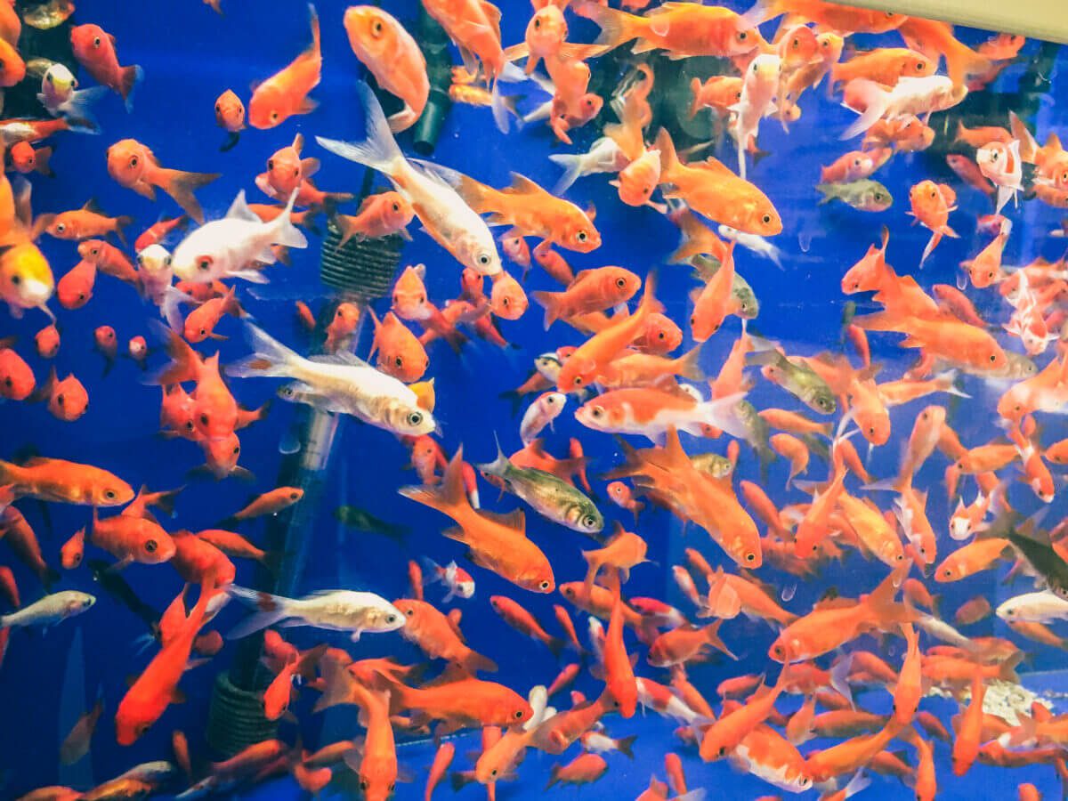 Crowded Fish Tank at PetSmart pet store St. Louis Park MN 24148280830 e1706871809618 1