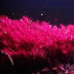 Rotala blood red