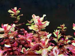 Rotala macrandra red variegated