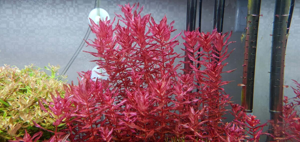 Rotala macrandra red variegated