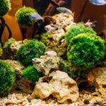 aquarium algae elements of flora in fishbowl 2023 11 27 04 49 50 utc scaled e1706869107514 1