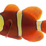 maroon clownfish premnas biaculeatus in front of 2023 11 27 05 07 23 utc
