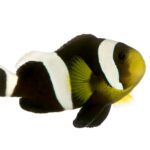 saddleback clownfish amphiprion polymnus 2023 11 27 05 06 11 utc