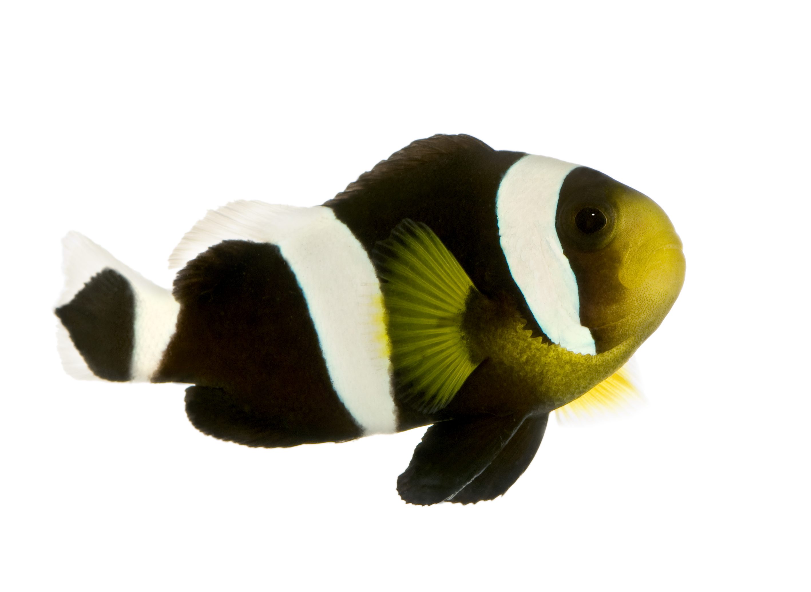saddleback clownfish amphiprion polymnus 2023 11 27 05 06 11 utc