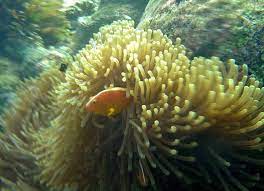 Amphiprion akallopisos (Skunk Clownfish)