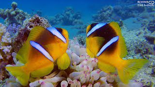 Amphiprion bicinctus (Two-band Clownfish)