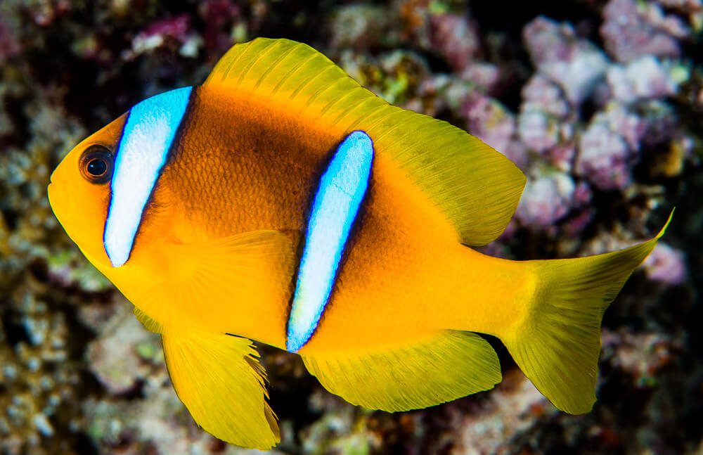 Amphiprion bicinctus (Two-band Clownfish)