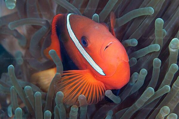 Amphiprion chagosensis (Chagos Clownfish)