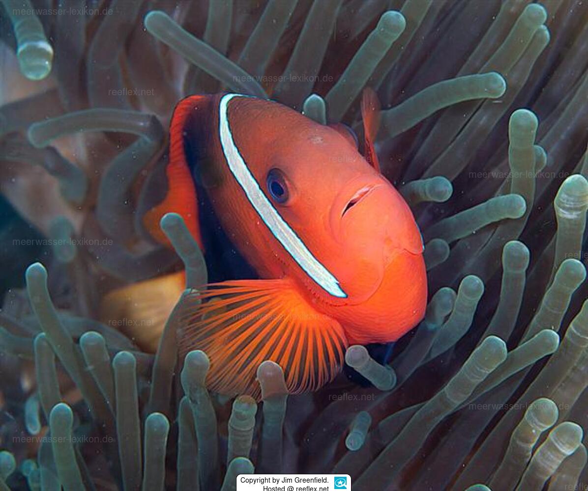 Amphiprion chagosensis (Chagos Clownfish)