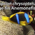 Amphiprion chrysopterus (Orange-fin Clownfish)