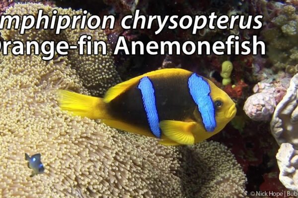 Amphiprion chrysopterus (Orange-fin Clownfish)