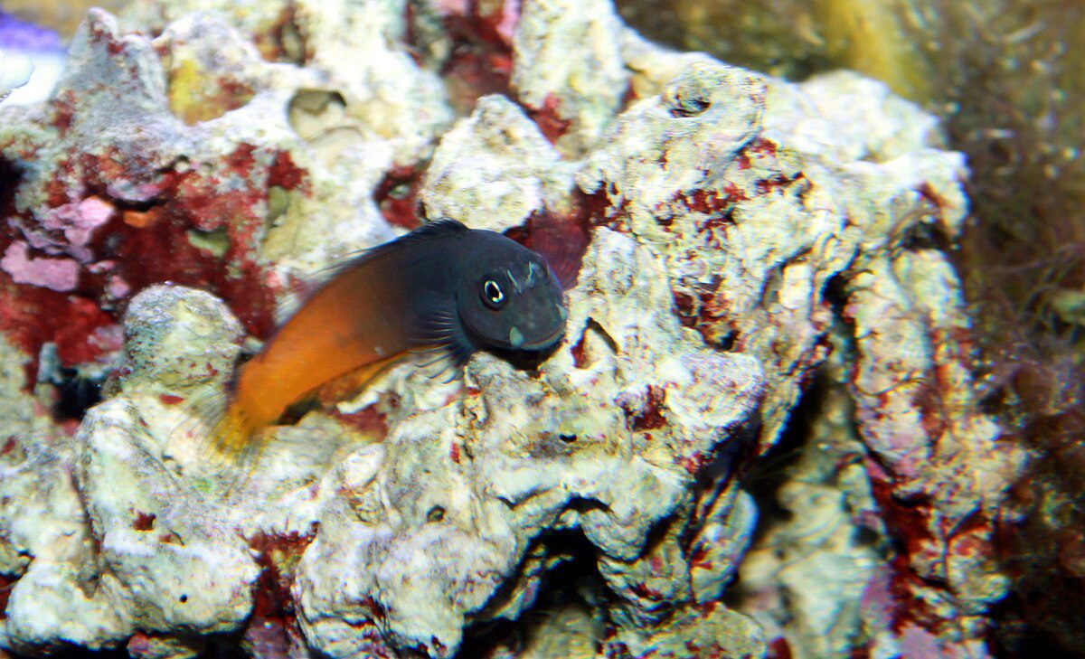 two tone blenny
