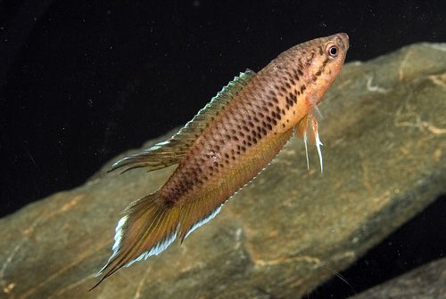 Brown Spike-tailed Paradise Fish (Pseudosphromenus dayi )