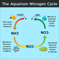 NItrogen Cycle
