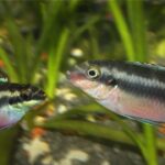 (Pelvicachromis pulcher) Kribensis Cichlid