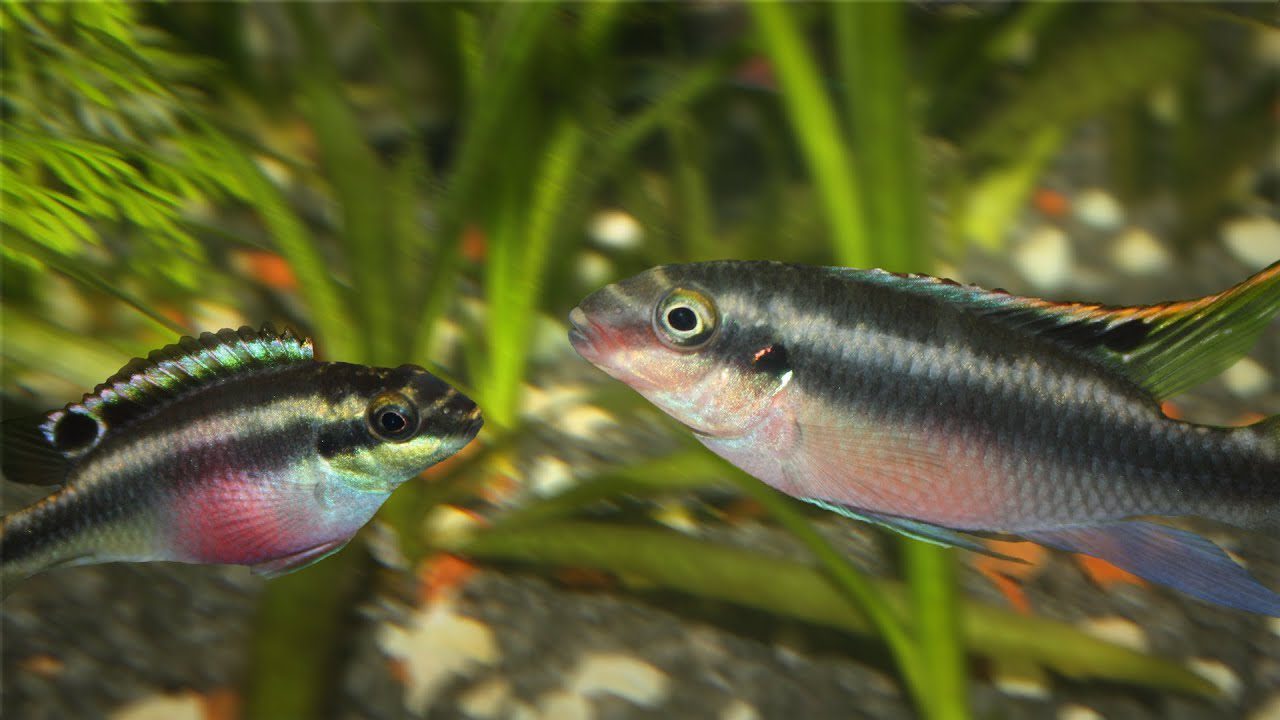 (Pelvicachromis pulcher) Kribensis Cichlid