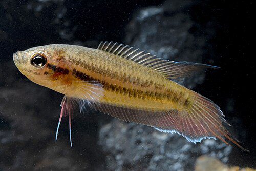 Brown Spike-tailed Paradise Fish (Pseudosphromenus dayi )