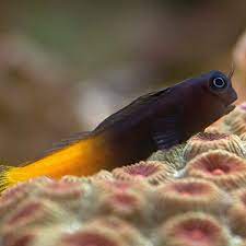 two tone blenny
