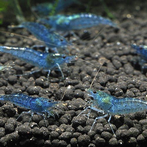 Aura Blue Shrimp