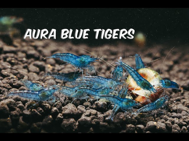 Aura Blue Shrimp