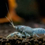 blue-crayfish