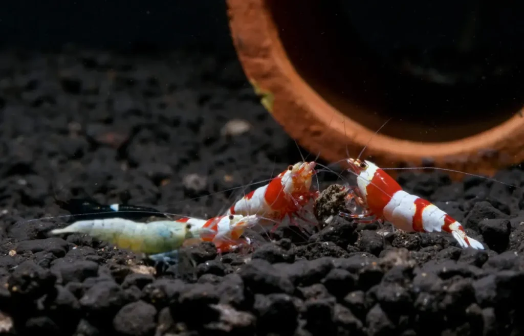 red-bee-dwarf-shrimps