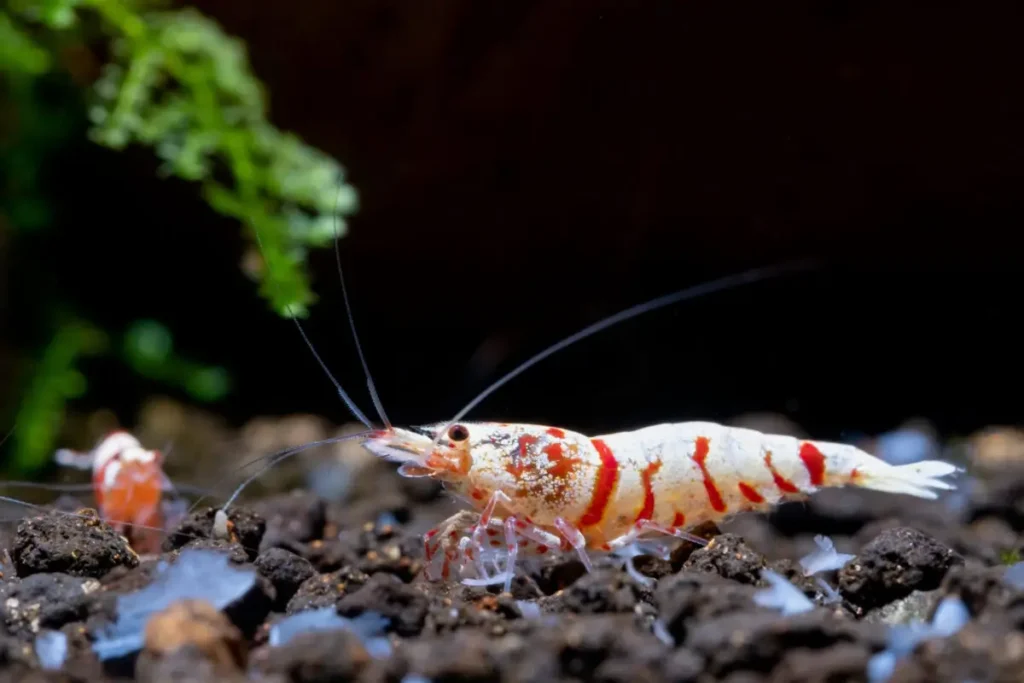 red-fancy-tiger-dwarf-shrimp