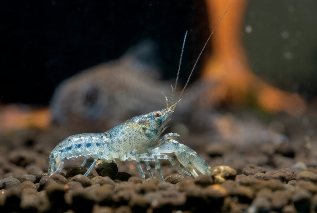 soft-light-blue-color-crayfish